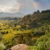 Paysage d'un champ de café du Rwanda.