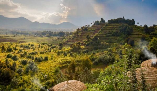 Paysage d'un champ de café du Rwanda.
