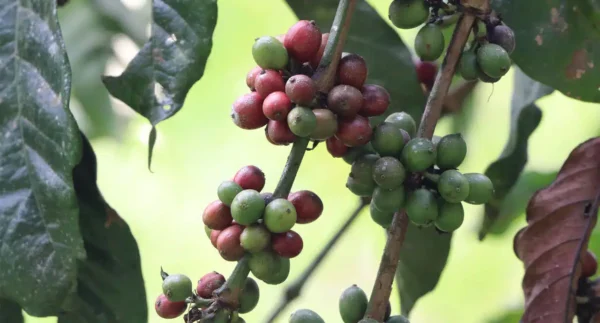 paysage Café du Ouganda Wugar Bukonso Café du Ouganda Wugar Bukonso