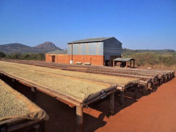 Le café Pamwamba AA PLUS du Malawi