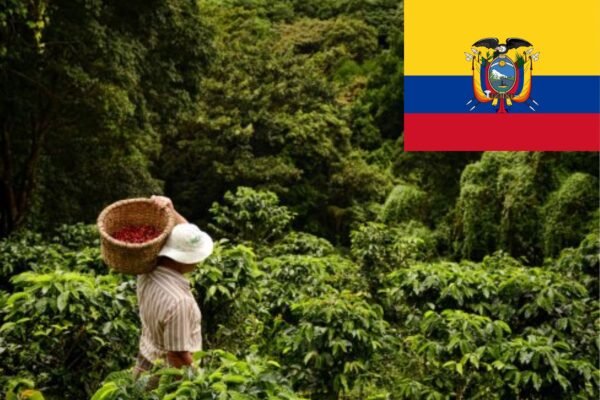 Le Café San Cristobal Bio des Îles Galapagos